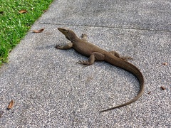 Varanus nebulosus