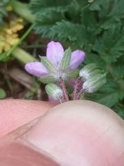 Erodium cicutarium