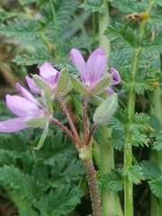 Erodium cicutarium