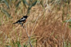 Saxicola torquatus