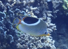 Chaetodon ephippium