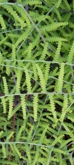 Gleichenia polypodioides