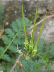 Erodium cicutarium