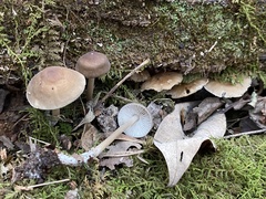 Mycena galericulata
