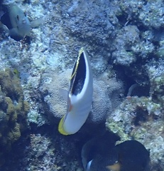 Chaetodon ephippium