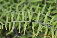 Gleichenia polypodioides