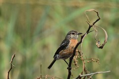 Saxicola torquatus
