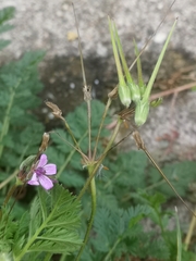 Erodium cicutarium