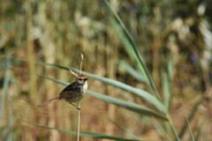 Cisticola tinniens