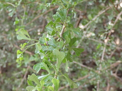 Searsia burchellii