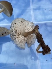 Mycena galericulata