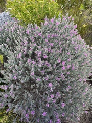 Indigofera brachystachya