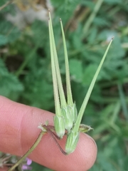 Erodium cicutarium