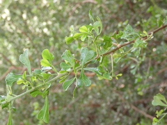 Searsia burchellii