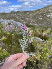 Indigofera brachystachya