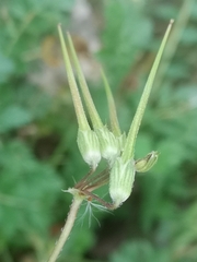Erodium cicutarium