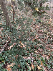 Ilex crenata