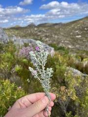 Indigofera brachystachya