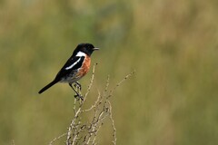 Saxicola torquatus