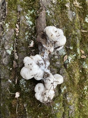 Entoloma abortivum