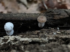 Entoloma abortivum