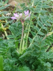 Erodium cicutarium