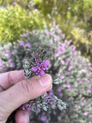 Indigofera brachystachya