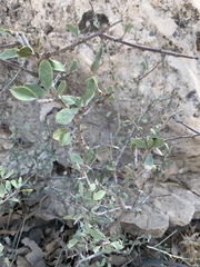 Rhamnus kurdica