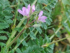 Erodium cicutarium