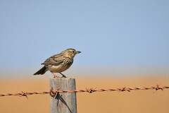 Galerida magnirostris
