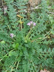 Erodium cicutarium
