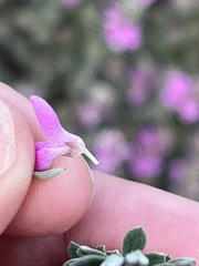 Indigofera brachystachya