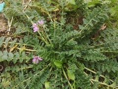 Erodium cicutarium