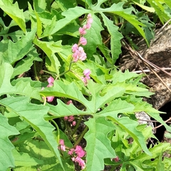 Antigonon leptopus