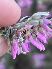 Indigofera brachystachya
