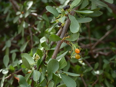 Ehretia rigida