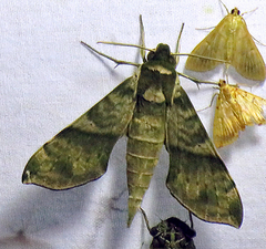 Xylophanes pistacina