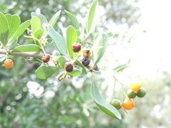 Ehretia rigida