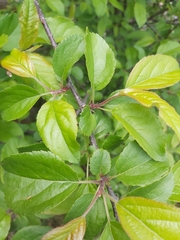 Rosaceae