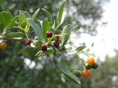 Ehretia rigida