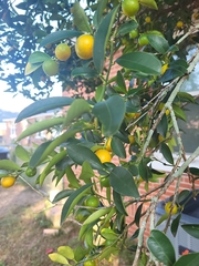 Citrus japonica