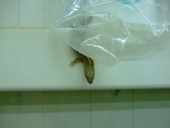 Heremites vittatus