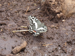 Papilio demodocus demodocus