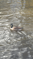 Branta canadensis