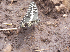 Papilio demodocus demodocus