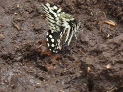 Papilio demodocus demodocus