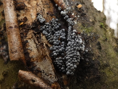 Badhamia utricularis