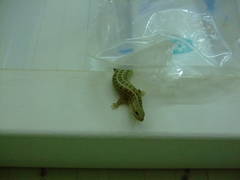 Heremites vittatus