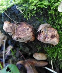 Phellinus pomaceus