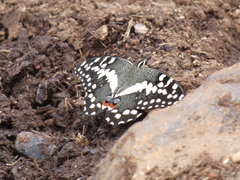 Papilio demodocus demodocus